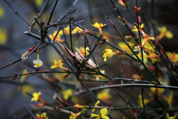 2026年2月14日，江苏淮安，雨水节气临近，古典园林清晏园簇簇迎春花张开了黄色小喇叭，吹响了春天的号角。