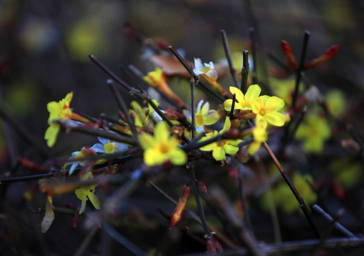 2026年2月14日，江苏淮安，雨水节气临近，古典园林清晏园簇簇迎春花张开了黄色小喇叭，吹响了春天的号角。周长国/IC photo