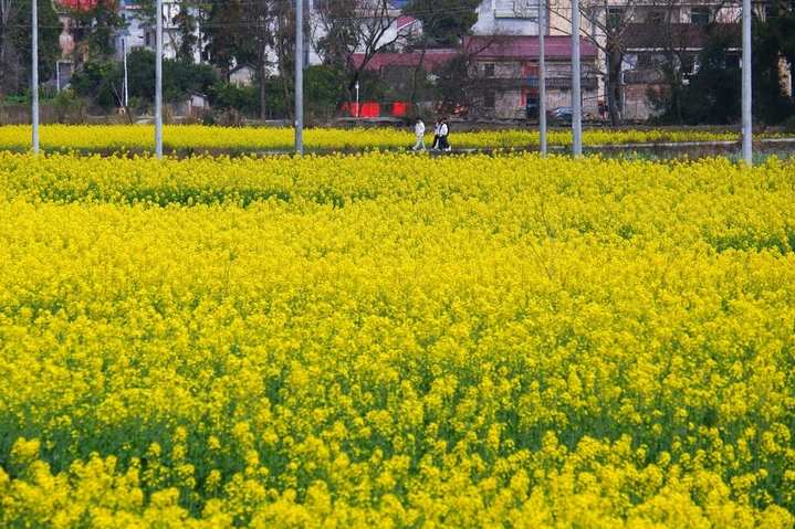 2026年2月21日，江西永新，初春时节的江西省永新县各地，油菜花陆续进入盛放期，田间地头金灿灿的花田，在阳光映照下，与错落有致的特色民居，构成如诗如画的一派田园风光，令前来观赏的游人陶醉不已。