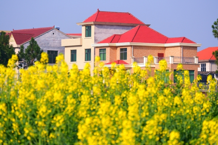 2026年2月21日，江西永新，初春时节的江西省永新县各地，油菜花陆续进入盛放期，田间地头金灿灿的花田，在阳光映照下，与错落有致的特色民居，构成如诗如画的一派田园风光，令前来观赏的游人陶醉不已。