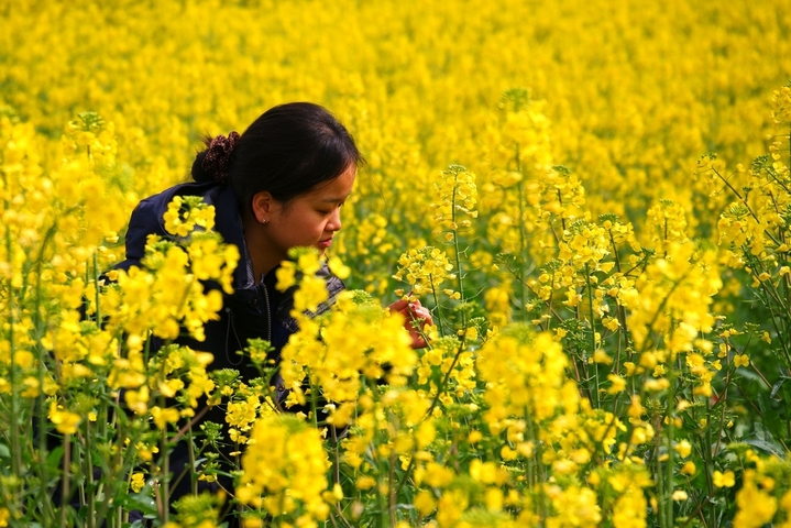 2026年2月21日，江西永新，初春时节的江西省永新县各地，油菜花陆续进入盛放期，田间地头金灿灿的花田，在阳光映照下，与错落有致的特色民居，构成如诗如画的一派田园风光，令前来观赏的游人陶醉不已。