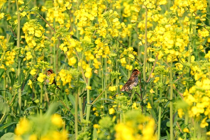 2026年2月21日，江西永新，初春时节的江西省永新县各地，油菜花陆续进入盛放期，田间地头金灿灿的花田，在阳光映照下，与错落有致的特色民居，构成如诗如画的一派田园风光，令前来观赏的游人陶醉不已。来源：吴胡荼/IC photo