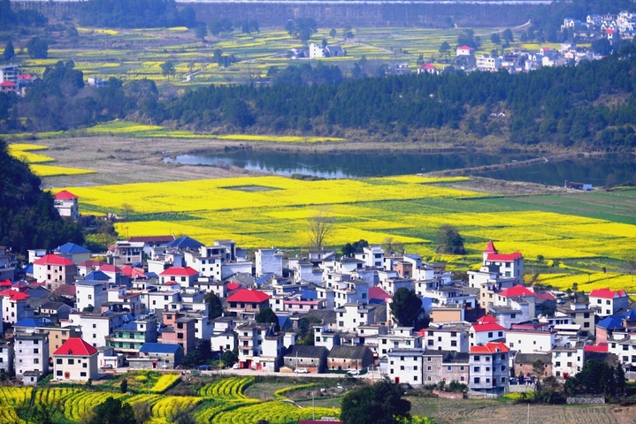 2026年2月21日，江西永新，初春时节的江西省永新县各地，油菜花陆续进入盛放期，田间地头金灿灿的花田，在阳光映照下，与错落有致的特色民居，构成如诗如画的一派田园风光，令前来观赏的游人陶醉不已。