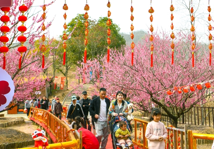 2026年2月23日，浙江省杭州市，淳安县千岛湖梅花岛进入梅花盛花期，漫山梅花竞相绽放，繁花满枝，吸引众多市民与游客前来踏青赏梅，拍照打卡，漫步花间步道，休闲漫步，沉醉在花海之中，尽享春日的美好时光。