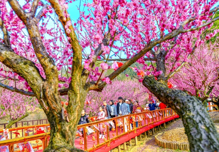 2026年2月23日，浙江省杭州市，淳安县千岛湖梅花岛进入梅花盛花期，漫山梅花竞相绽放，繁花满枝，吸引众多市民与游客前来踏青赏梅，拍照打卡，漫步花间步道，休闲漫步，沉醉在花海之中，尽享春日的美好时光。