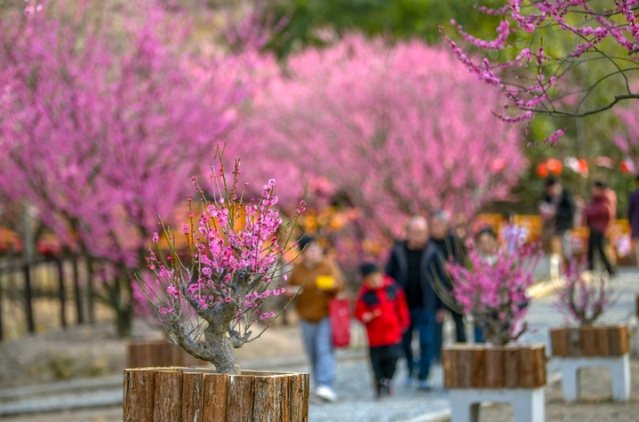 2026年2月23日，浙江省杭州市，淳安县千岛湖梅花岛进入梅花盛花期，漫山梅花竞相绽放，繁花满枝，吸引众多市民与游客前来踏青赏梅，拍照打卡，漫步花间步道，休闲漫步，沉醉在花海之中，尽享春日的美好时光。