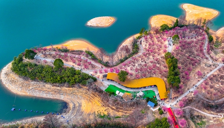 2026年2月23日，浙江省杭州市，淳安县千岛湖梅花岛进入梅花盛花期，漫山梅花竞相绽放，繁花满枝，吸引众多市民与游客前来踏青赏梅，拍照打卡，漫步花间步道，休闲漫步，沉醉在花海之中，尽享春日的美好时光。来源：杨波/IC photo