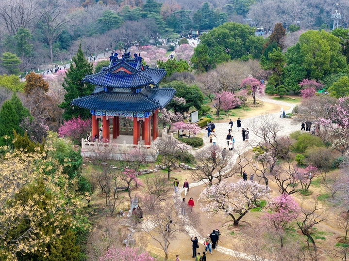 2026年2月25日，市民、游客在南京明孝陵梅花山上赏梅踏春。
