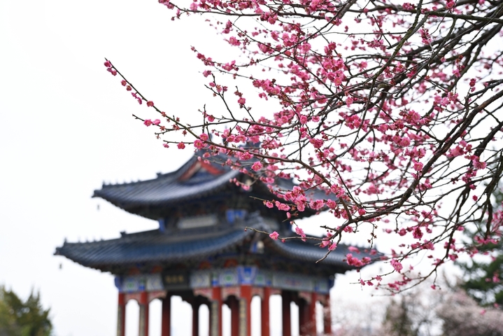 2026年2月25日，市民、游客在南京明孝陵梅花山上赏梅踏春。
