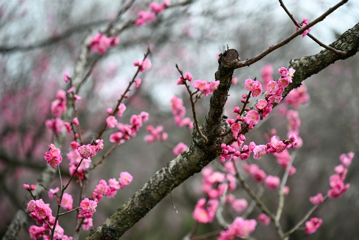 2026年2月25日，市民、游客在南京明孝陵梅花山上赏梅踏春。
