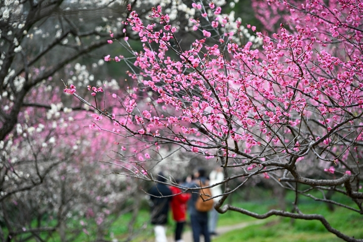 2026年2月25日，市民、游客在南京明孝陵梅花山上赏梅踏春。眼下，素有“天下第一梅山”美誉的南京明孝陵梅花山上的梅花全面绽放，幽香满园，吸引了大批市民、游客前来观赏。来源：杨素平/IC photo
