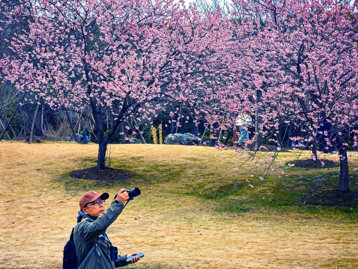 2026年2月25日，早春二月，上海都顾村公园的第一波早樱已悄然绽放。由于今年春节长假期间气温攀升，公园内的椿寒樱、河津樱、钟华樱逐渐进入最佳观赏期。目前，主要赏樱景点位于1号门的樱花大道和2号门的大转盘附近，吸引了不少市民游客先睹为快。据悉，2026上海樱花节将于3月9日开幕。
