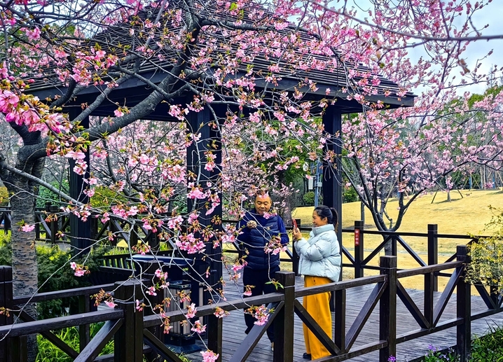 2026年2月25日，早春二月，上海都顾村公园的第一波早樱已悄然绽放。由于今年春节长假期间气温攀升，公园内的椿寒樱、河津樱、钟华樱逐渐进入最佳观赏期。目前，主要赏樱景点位于1号门的樱花大道和2号门的大转盘附近，吸引了不少市民游客先睹为快。据悉，2026上海樱花节将于3月9日开幕。
