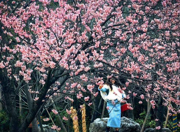 2026年2月25日，早春二月，上海都顾村公园的第一波早樱已悄然绽放。由于今年春节长假期间气温攀升，公园内的椿寒樱、河津樱、钟华樱逐渐进入最佳观赏期。目前，主要赏樱景点位于1号门的樱花大道和2号门的大转盘附近，吸引了不少市民游客先睹为快。据悉，2026上海樱花节将于3月9日开幕。
