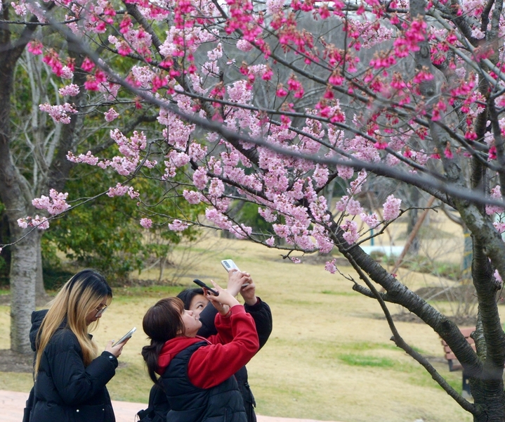 2026年2月25日，早春二月，上海都顾村公园的第一波早樱已悄然绽放。由于今年春节长假期间气温攀升，公园内的椿寒樱、河津樱、钟华樱逐渐进入最佳观赏期。目前，主要赏樱景点位于1号门的樱花大道和2号门的大转盘附近，吸引了不少市民游客先睹为快。据悉，2026上海樱花节将于3月9日开幕。
