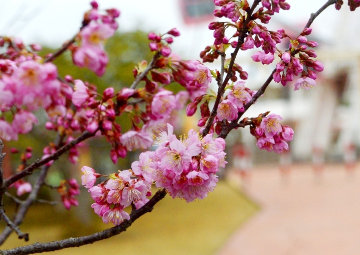  2026年2月25日，早春二月，上海都顾村公园的第一波早樱已悄然绽放。由于今年春节长假期间气温攀升，公园内的椿寒樱、河津樱、钟华樱逐渐进入最佳观赏期。目前，主要赏樱景点位于1号门的樱花大道和2号门的大转盘附近，吸引了不少市民游客先睹为快。据悉，2026上海樱花节将于3月9日开幕。来源：IC photo
