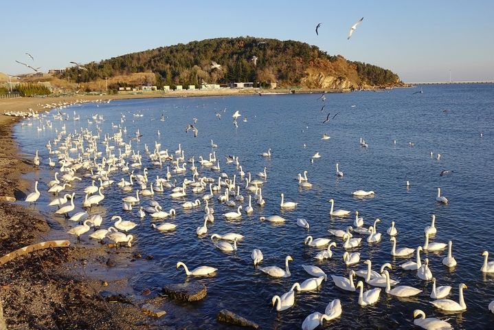 2026年2月8日，山东省荣成市俚岛镇烟墩角村海湾，数千只大天鹅沐浴着春光嬉戏欢鸣，场面蔚为壮观。