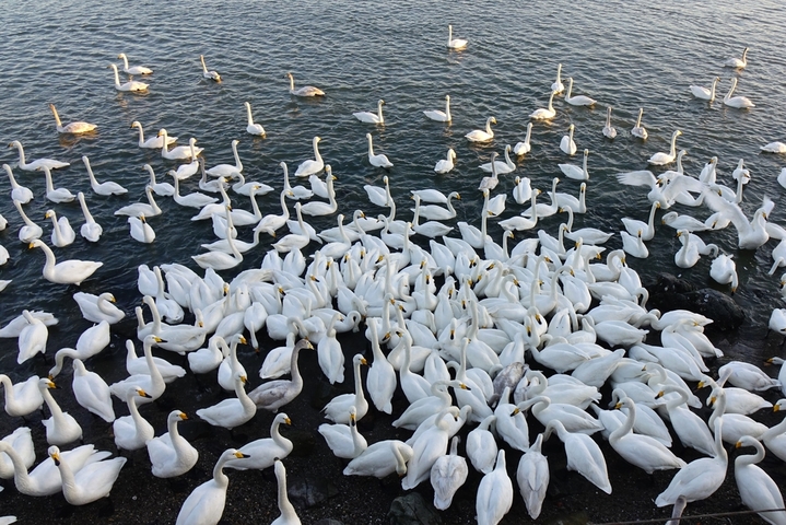 2026年2月8日，山东省荣成市俚岛镇烟墩角村海湾，数千只大天鹅沐浴着春光嬉戏欢鸣，场面蔚为壮观。