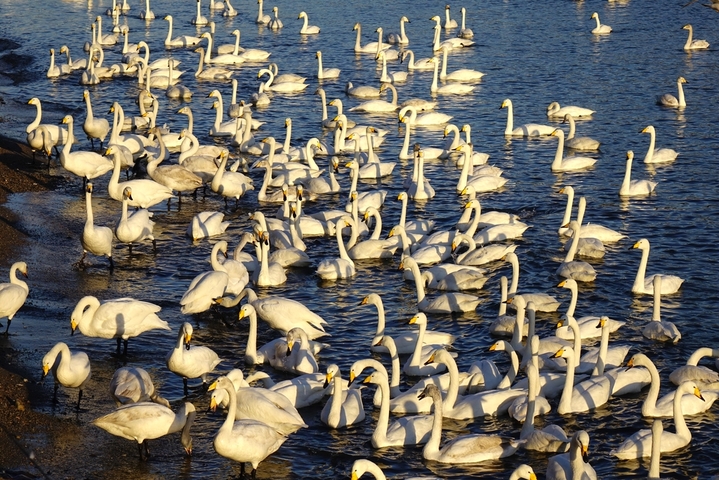 2026年2月8日，山东省荣成市俚岛镇烟墩角村海湾，数千只大天鹅沐浴着春光嬉戏欢鸣，场面蔚为壮观。