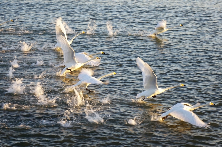 2026年2月8日，山东省荣成市俚岛镇烟墩角村海湾，数千只大天鹅沐浴着春光嬉戏欢鸣，场面蔚为壮观。