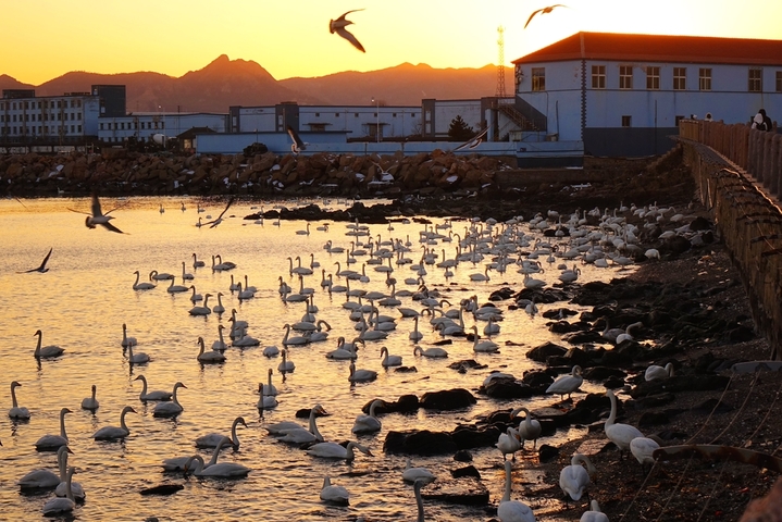 2026年2月8日，山东省荣成市俚岛镇烟墩角村海湾，数千只大天鹅沐浴着春光嬉戏欢鸣，场面蔚为壮观。