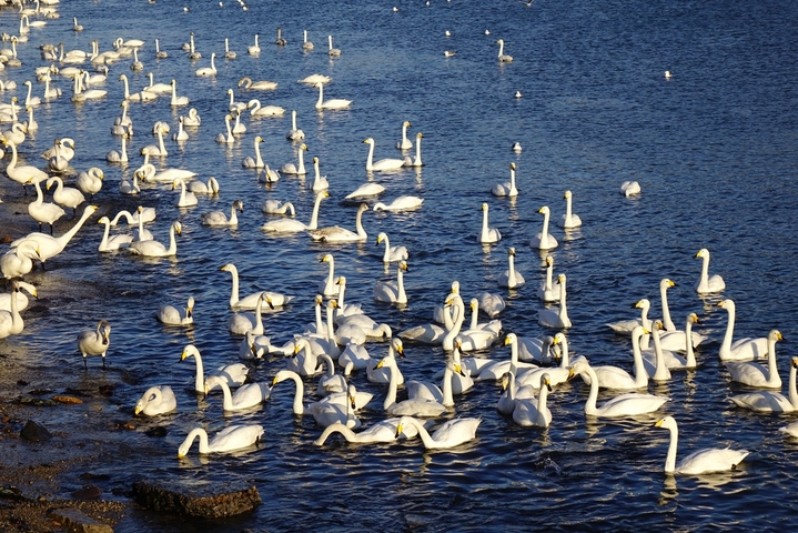 2026年2月8日，山东省荣成市俚岛镇烟墩角村海湾，数千只大天鹅沐浴着春光嬉戏欢鸣，场面蔚为壮观。IC photo