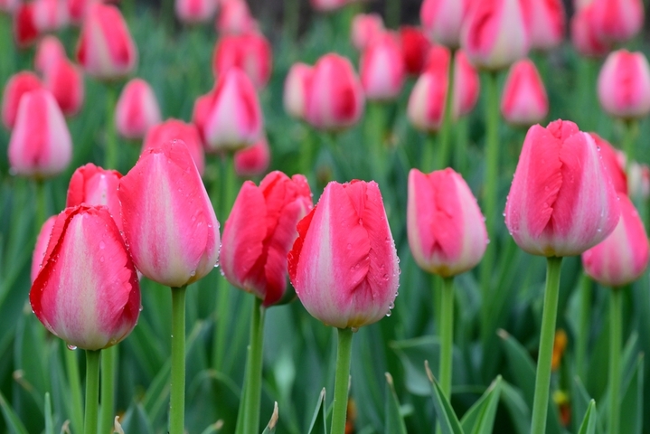 2026年2月26日，浙江金华，春雨绵绵。金华市区燕尾洲公园内，成片郁金香竞相绽放，五彩缤纷的花朵在雨中更显娇艳，春意盎然，美不胜收。