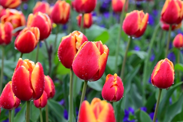 2026年2月26日，浙江金华，春雨绵绵。金华市区燕尾洲公园内，成片郁金香竞相绽放，五彩缤纷的花朵在雨中更显娇艳，春意盎然，美不胜收。