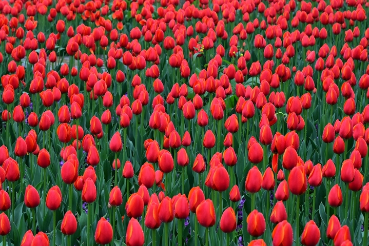 2026年2月26日，浙江金华，春雨绵绵。金华市区燕尾洲公园内，成片郁金香竞相绽放，五彩缤纷的花朵在雨中更显娇艳，春意盎然，美不胜收。