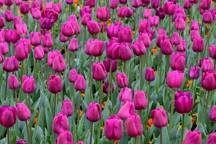 2026年2月26日，浙江金华，春雨绵绵。金华市区燕尾洲公园内，成片郁金香竞相绽放，五彩缤纷的花朵在雨中更显娇艳，春意盎然，美不胜收。时补法/IC photo