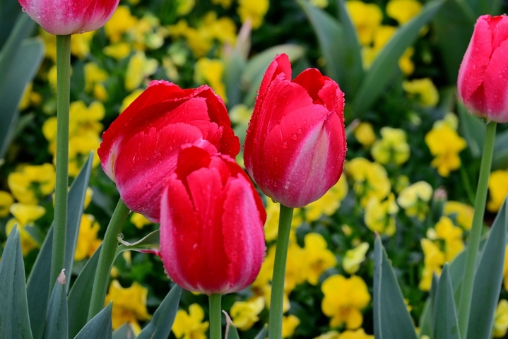 2026年2月26日，浙江金华，春雨绵绵。金华市区燕尾洲公园内，成片郁金香竞相绽放，五彩缤纷的花朵在雨中更显娇艳，春意盎然，美不胜收。