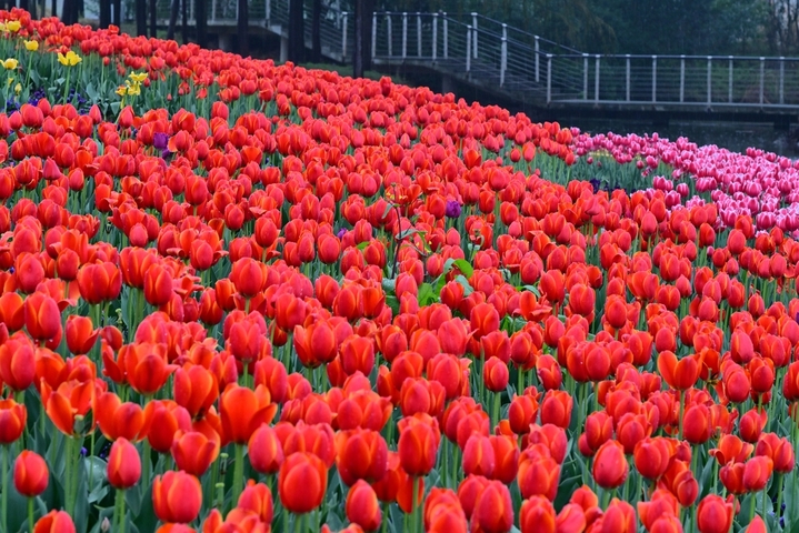 2026年2月26日，浙江金华，春雨绵绵。金华市区燕尾洲公园内，成片郁金香竞相绽放，五彩缤纷的花朵在雨中更显娇艳，春意盎然，美不胜收。