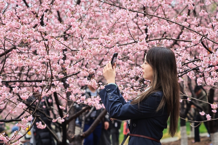 2026年2月27日，游客在南京中山植物园赏樱拍照。早春时节，南京中山植物园内樱花竞相绽放，吸引人们前来踏青赏花，拥抱春天。
