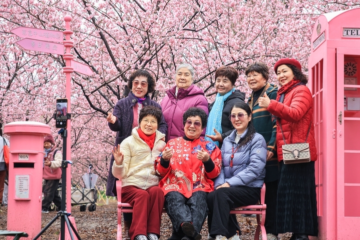 2026年2月27日，游客在南京中山植物园赏樱拍照。早春时节，南京中山植物园内樱花竞相绽放，吸引人们前来踏青赏花，拥抱春天。
