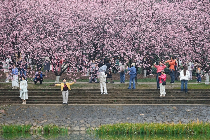 2026年2月27日，游客在南京中山植物园赏樱拍照。早春时节，南京中山植物园内樱花竞相绽放，吸引人们前来踏青赏花，拥抱春天。
