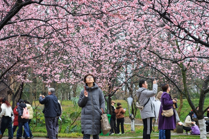 2026年2月27日，游客在南京中山植物园赏樱拍照。早春时节，南京中山植物园内樱花竞相绽放，吸引人们前来踏青赏花，拥抱春天。
