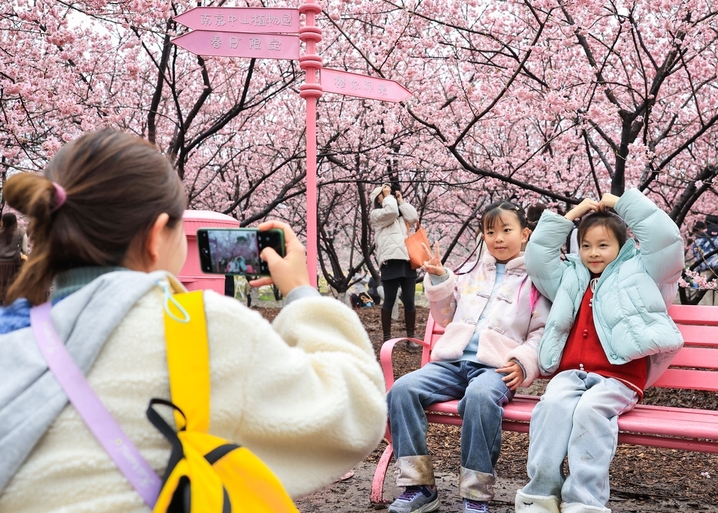 2026年2月27日，游客在南京中山植物园赏樱拍照。早春时节，南京中山植物园内樱花竞相绽放，吸引人们前来踏青赏花，拥抱春天。来源：IC photo

