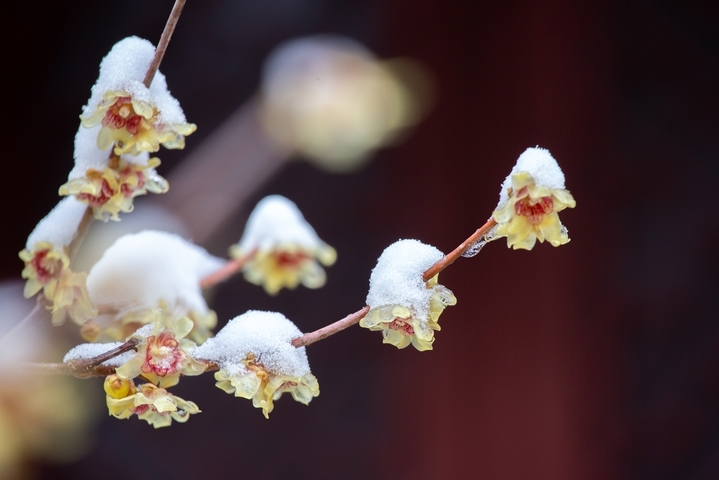 2026年3月5日，北京，迎来降雪，位于国家植物园(北园)卧佛寺内的蜡梅正值盛花期，众多游客纷纷来此“踏雪寻梅”。