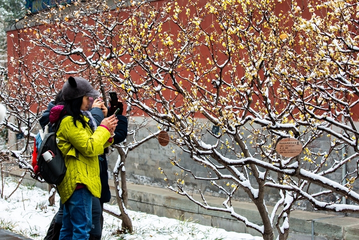 2026年3月5日，北京，迎来降雪，位于国家植物园(北园)卧佛寺内的蜡梅正值盛花期，众多游客纷纷来此“踏雪寻梅”。