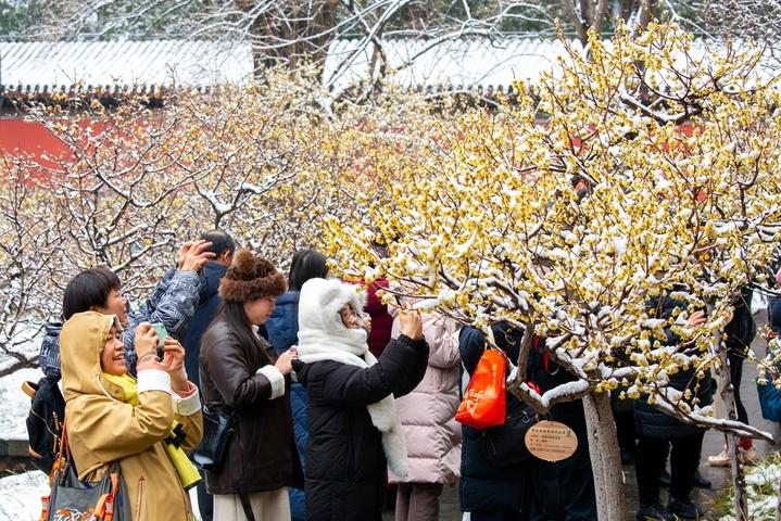 2026年3月5日，北京，迎来降雪，位于国家植物园(北园)卧佛寺内的蜡梅正值盛花期，众多游客纷纷来此“踏雪寻梅”。