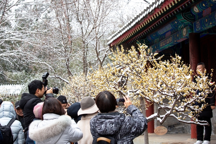 2026年3月5日，北京，迎来降雪，位于国家植物园(北园)卧佛寺内的蜡梅正值盛花期，众多游客纷纷来此“踏雪寻梅”。