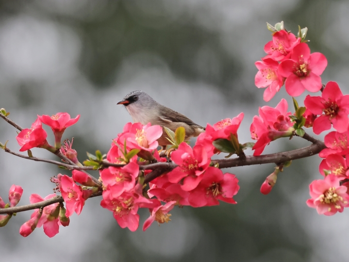 2026年3月7日，湖北宜昌，春风拂面，暖意融融。三月上旬的三峡植物园内，大片海棠花竞相绽放，如云似霞，构成一幅生机盎然的春日画卷。