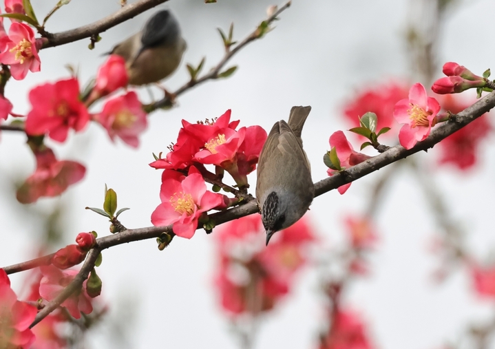 2026年3月7日，湖北宜昌，春风拂面，暖意融融。三月上旬的三峡植物园内，大片海棠花竞相绽放，如云似霞，构成一幅生机盎然的春日画卷。