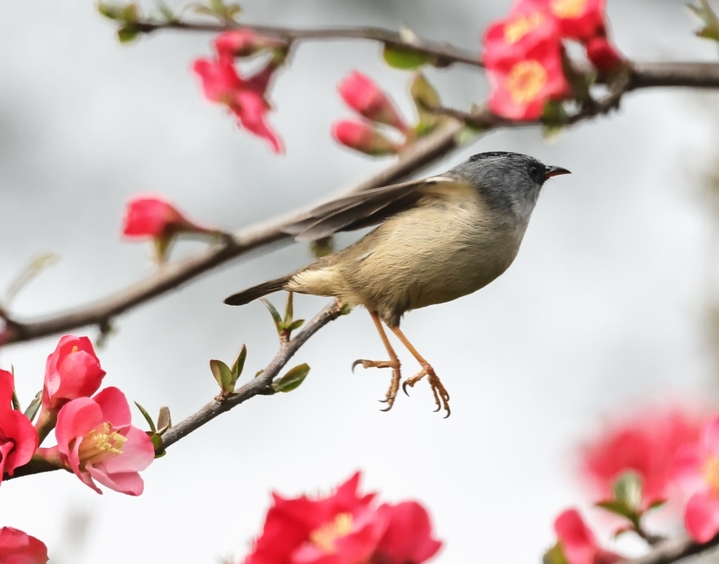 2026年3月7日，湖北宜昌，春风拂面，暖意融融。三月上旬的三峡植物园内，大片海棠花竞相绽放，如云似霞，构成一幅生机盎然的春日画卷。