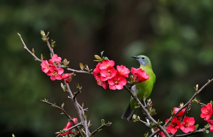 2026年3月7日，湖北宜昌，春风拂面，暖意融融。三月上旬的三峡植物园内，大片海棠花竞相绽放，如云似霞，构成一幅生机盎然的春日画卷。