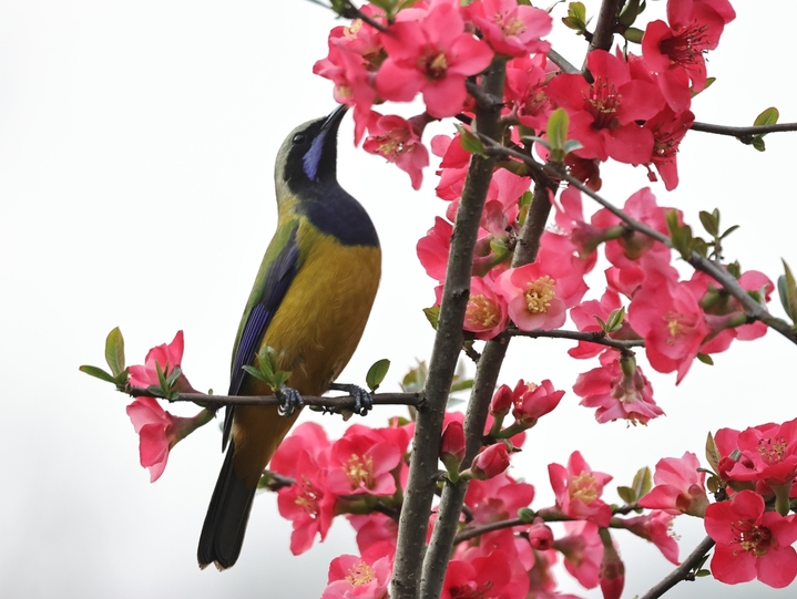 2026年3月7日，湖北宜昌，春风拂面，暖意融融。三月上旬的三峡植物园内，大片海棠花竞相绽放，如云似霞，构成一幅生机盎然的春日画卷。任卫红/IC photo
