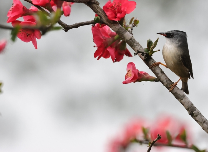 2026年3月7日，湖北宜昌，春风拂面，暖意融融。三月上旬的三峡植物园内，大片海棠花竞相绽放，如云似霞，构成一幅生机盎然的春日画卷。