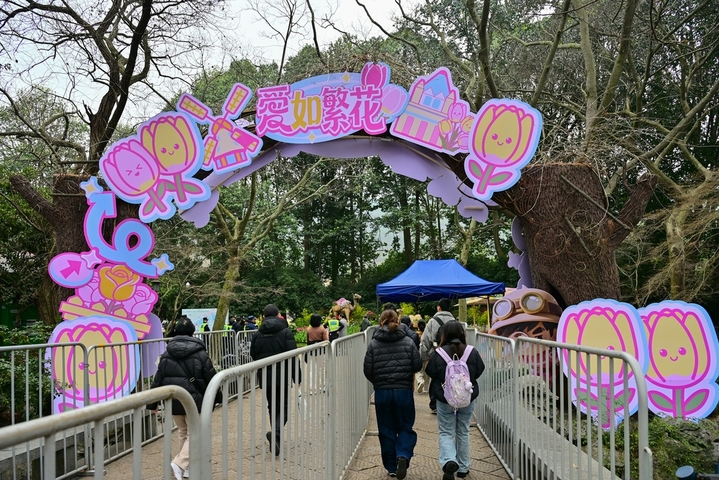 2026年3月6日，浙江省杭州市，西湖区杭州太子湾公园一年一度的郁金香花展今日开展，在整个三月里，8000平方米种植区内的40万株郁金香及配景草花将渐次绽放，营造出一片艳丽的春日花海。本届花展主题为“爱如繁花”，核心展区逍遥坡以“蝶恋花海”为主题，融入“梁祝化蝶”意象。