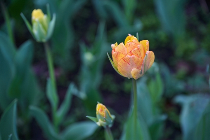 2026年3月6日，浙江省杭州市，西湖区杭州太子湾公园一年一度的郁金香花展今日开展，在整个三月里，8000平方米种植区内的40万株郁金香及配景草花将渐次绽放，营造出一片艳丽的春日花海。本届花展主题为“爱如繁花”，核心展区逍遥坡以“蝶恋花海”为主题，融入“梁祝化蝶”意象。