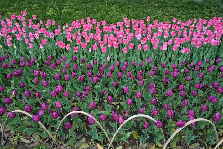 2026年3月6日，浙江省杭州市，西湖区杭州太子湾公园一年一度的郁金香花展今日开展，在整个三月里，8000平方米种植区内的40万株郁金香及配景草花将渐次绽放，营造出一片艳丽的春日花海。本届花展主题为“爱如繁花”，核心展区逍遥坡以“蝶恋花海”为主题，融入“梁祝化蝶”意象。